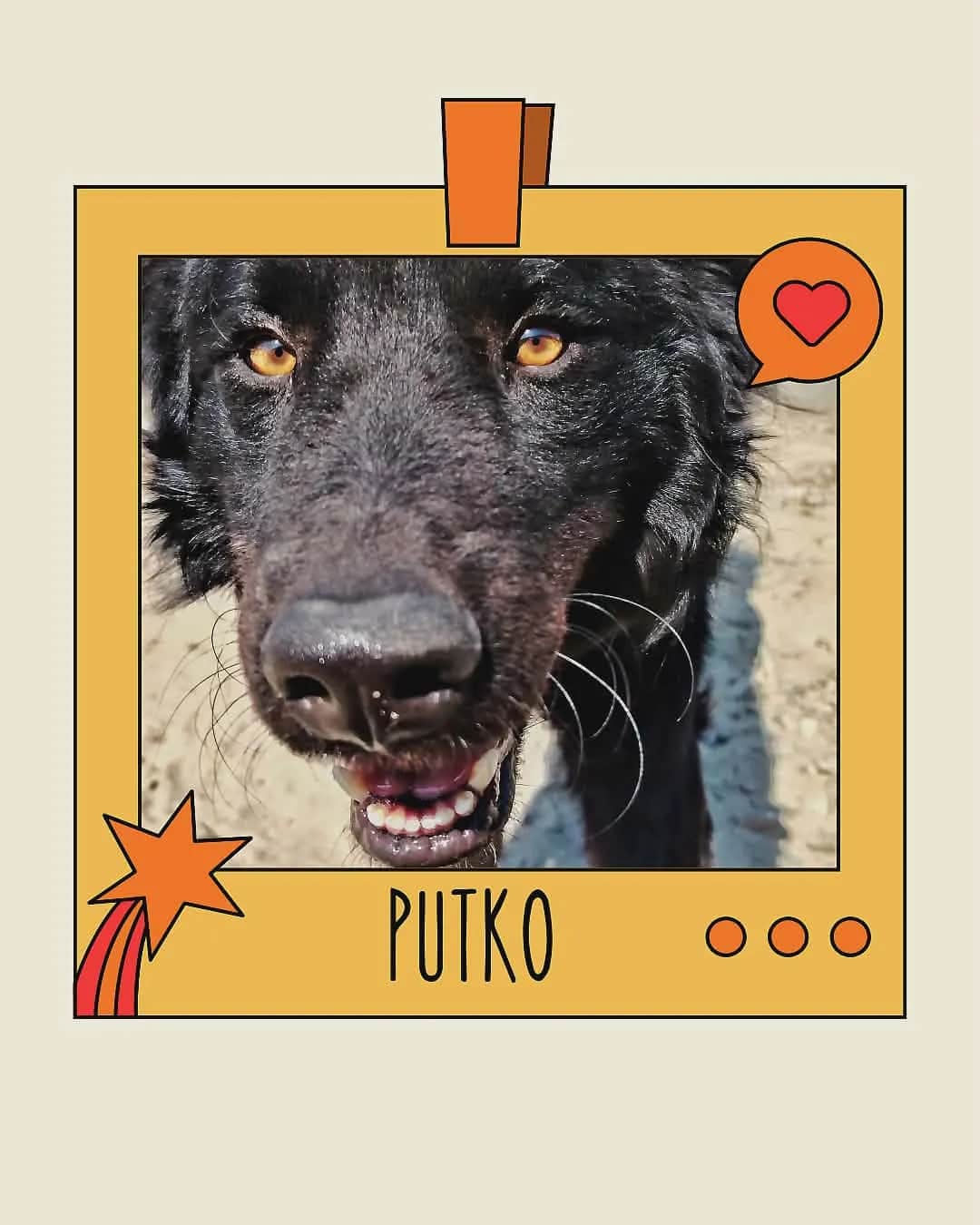 Putko traži dom!