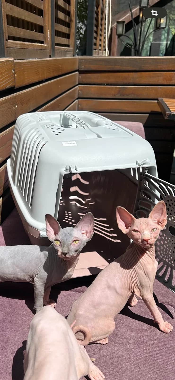 Preostala 2 mužjaka Sphynx mačić